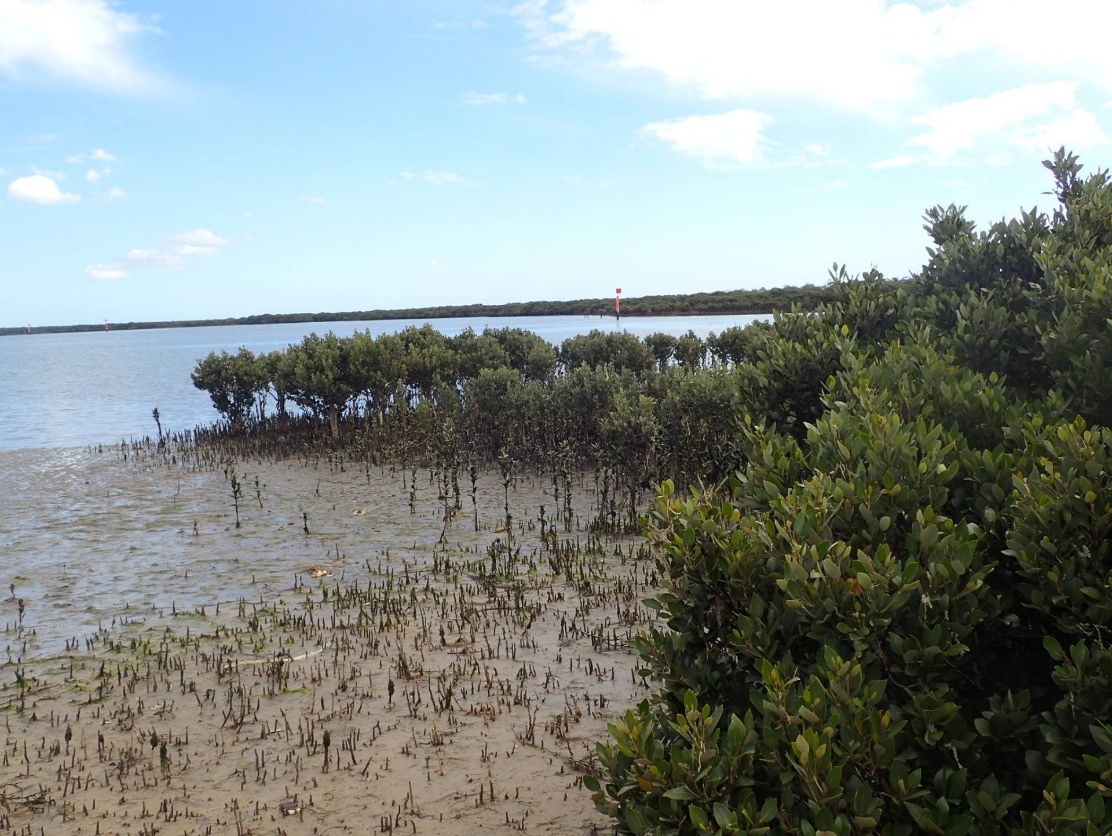 Mangrove wetland ecosystem with coastal vegetation and tidal flats in Victoria, Australia