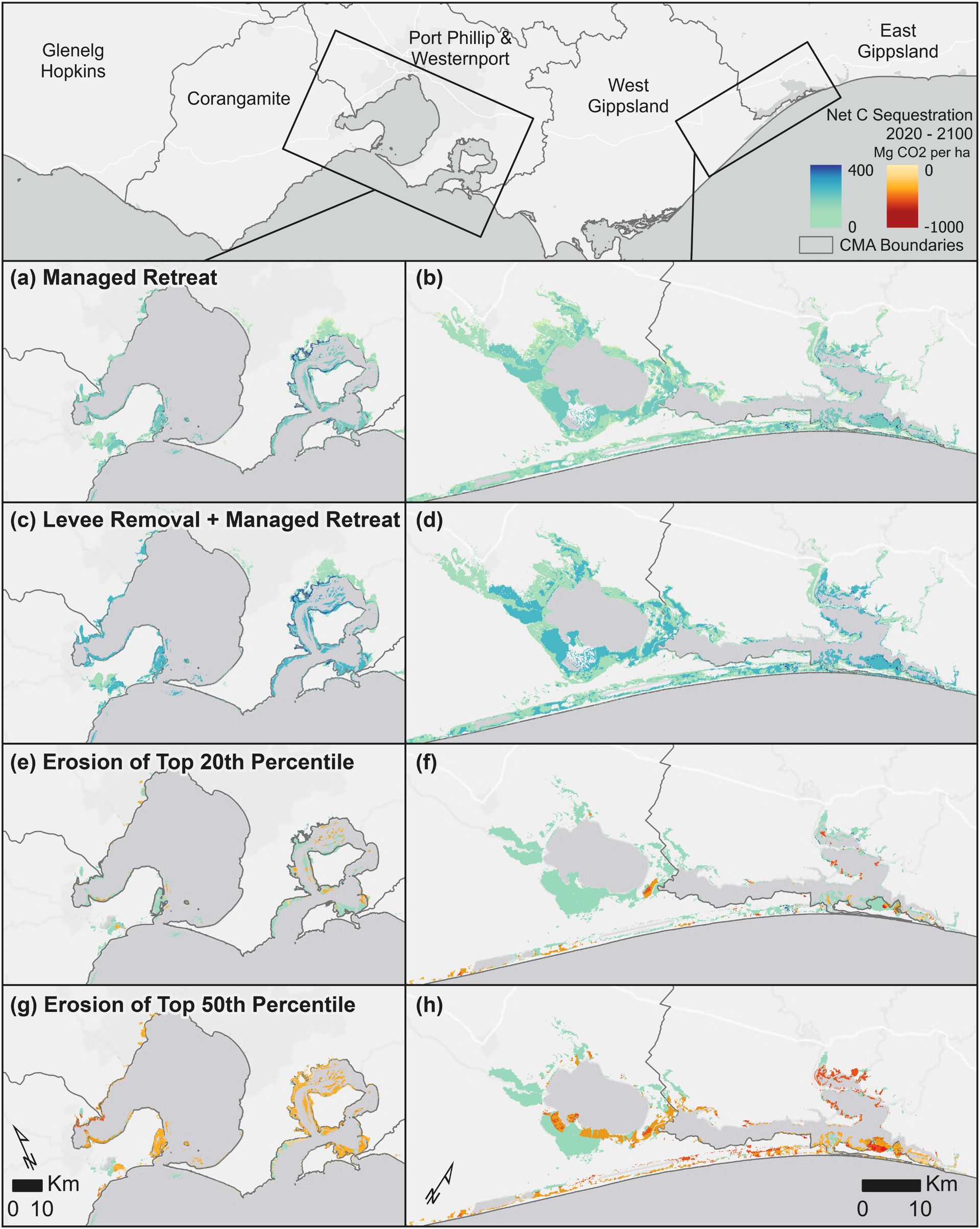 Multi-panel map showing net carbon sequestration projections for Victoria, Australia coastal ecosystems under different management scenarios from 2020 to 2100